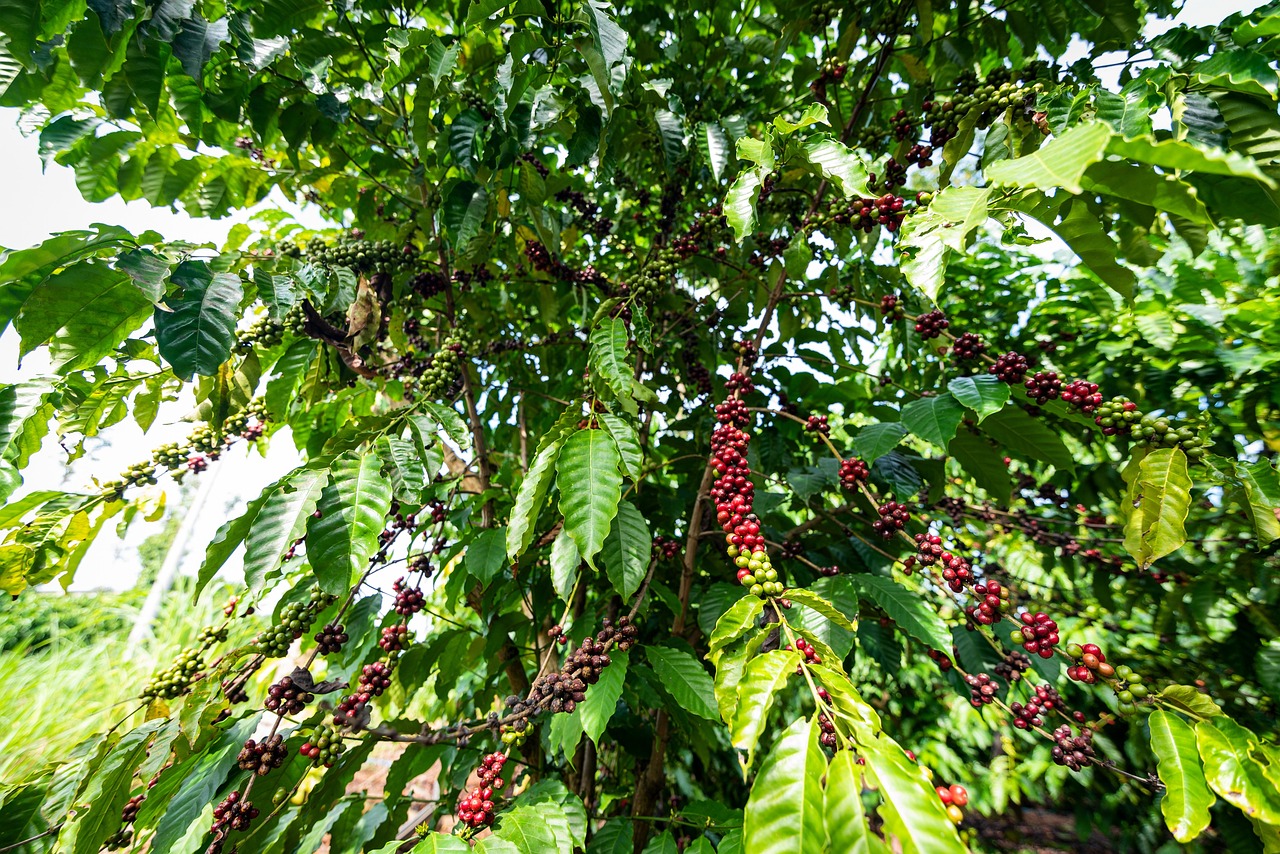 Hành Trình Hạt Cà Phê Việt Nam: Từ Vùng Đất Đỏ Đến Tách Cà Phê Đậm Đà