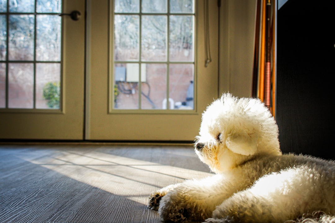 Un chien fluffy se prélasse au soleil près de la porte.
