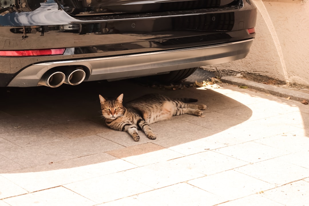 Um gato malhado descansa sob o escapamento de um carro.